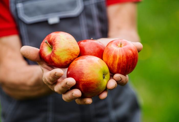 Mensch hält Äpfel in den Händen