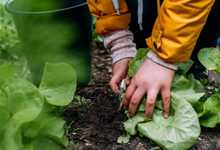 Kinderhände schneiden Salat auf dem Feld ab
