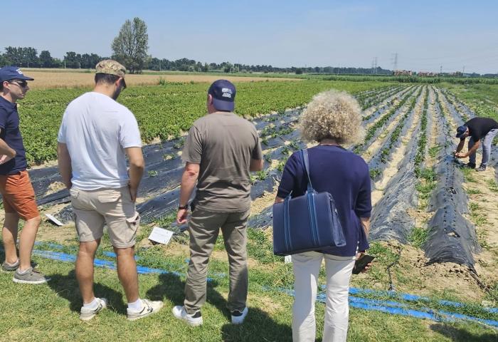 Feldbegehung beim Projekt PATATA zur Untersuchung der Bewässerung im Kartoffelanbau