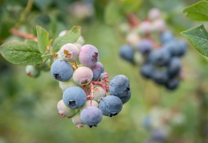 Heidelbeeren in Niedersachsen