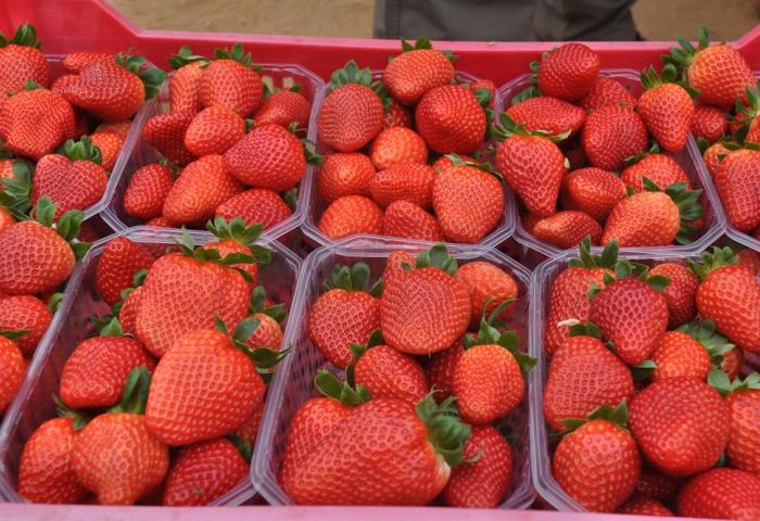 Erdbeeren in Schalen