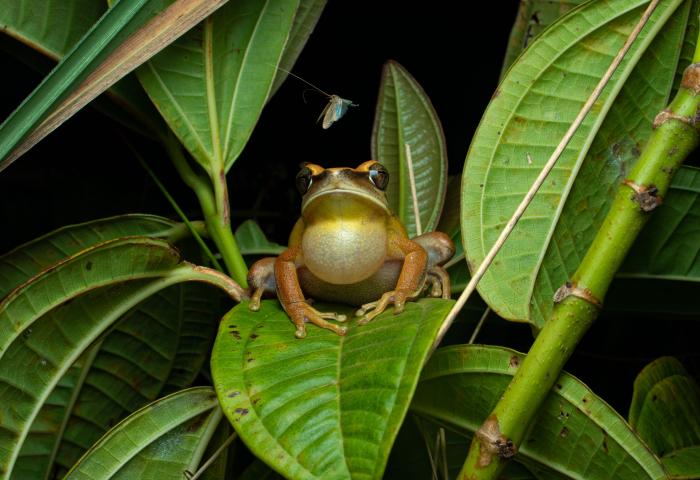 Der brasilianische Laubfrosch Boana albopunctata