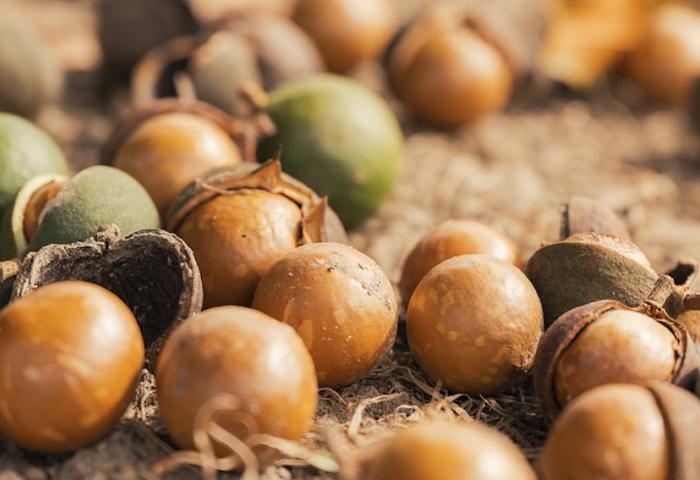 Am Boden liegende Macadamias in Schale
