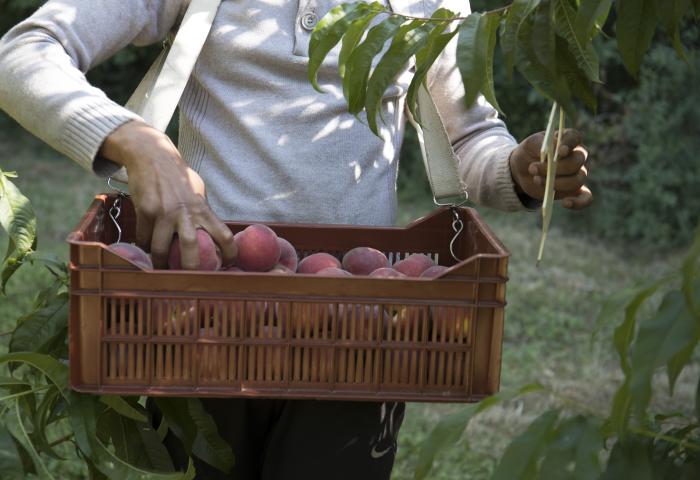 Pfirsichernte in Frankreich