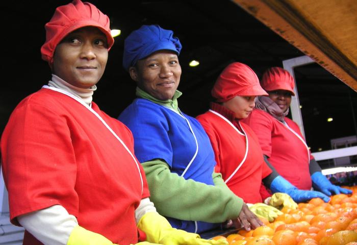 Südafrika Packline Orangen