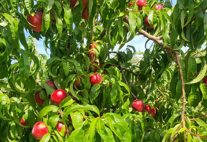 Steinobstproduktion Südafrika