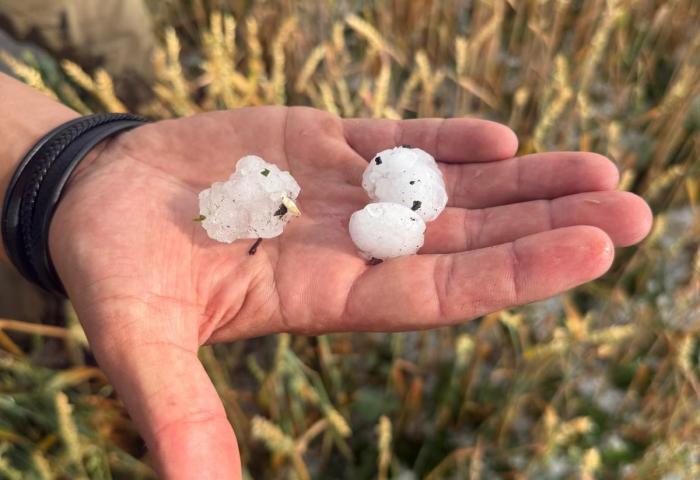 Tischtennisballgroße Hagelkörner aus Sommergewitter in Deutschland