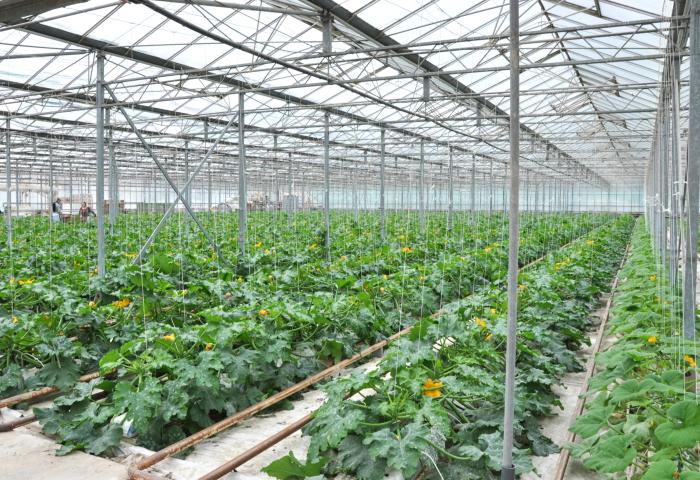 Mini-Zucchini im geschützten Anbau in Frankreich