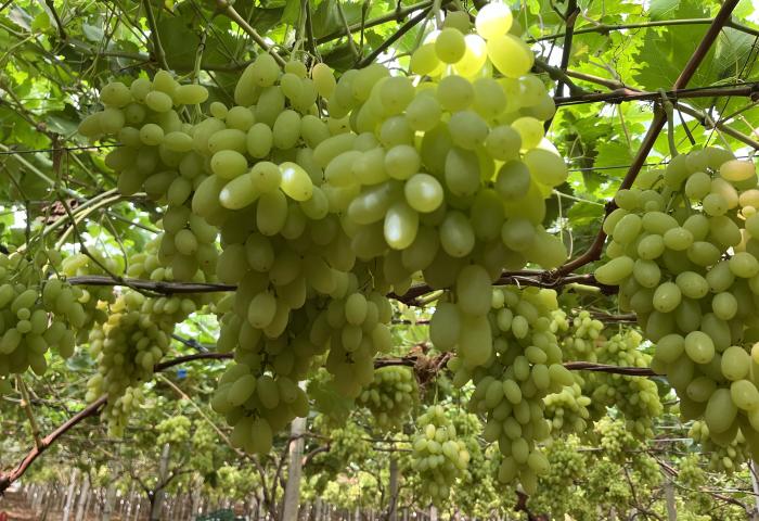 Kernlose Trauben in Italien
