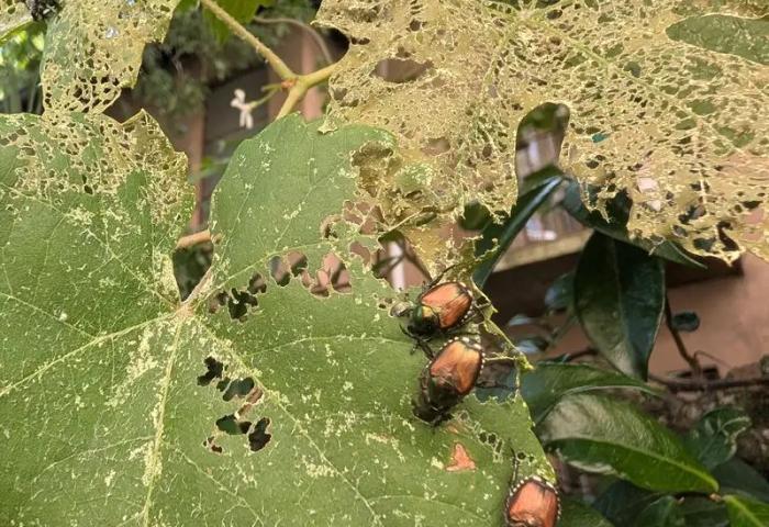Ausgewachsene Japankäfer richten Schäden durch Fraß an Blättern, Blüten und Früchten an.