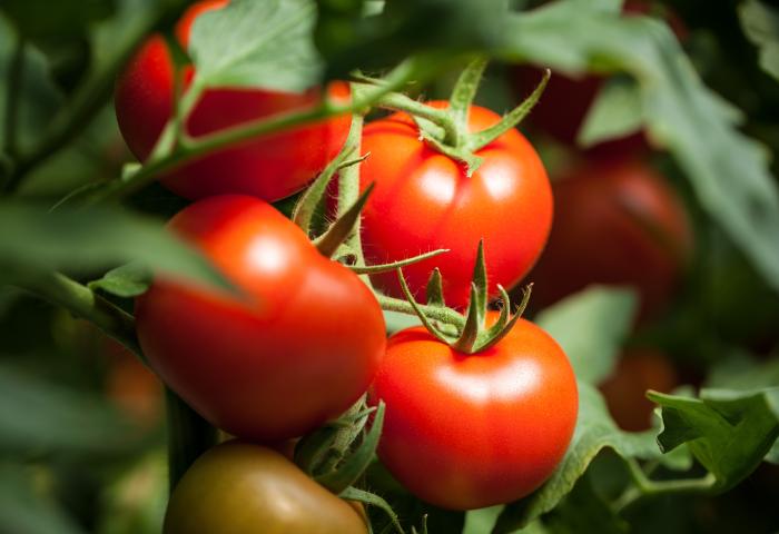 Tomaten an der Rispe