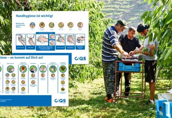 Männer stehen in Plantage, daneben Infografiken zur Hygiene