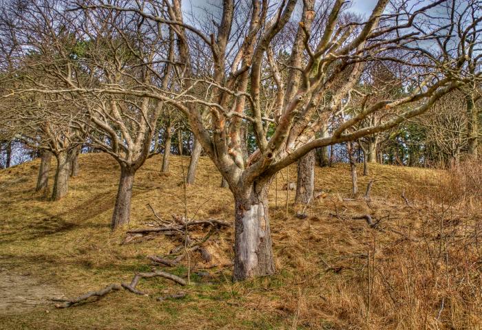 Baum in trockenem Gebiet