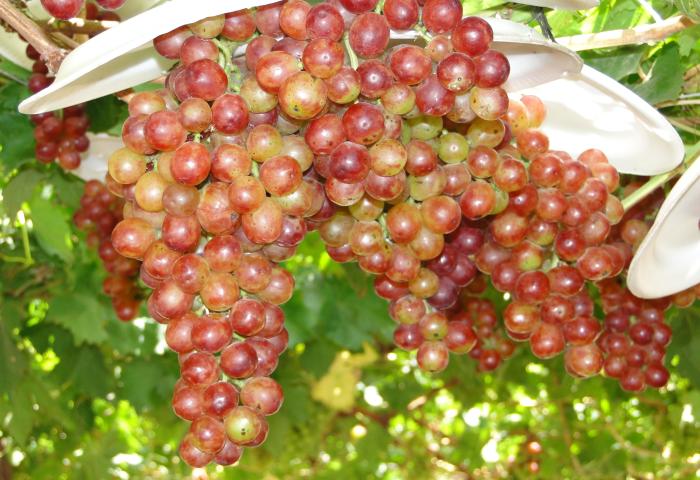 rote Trauben an der Rebe