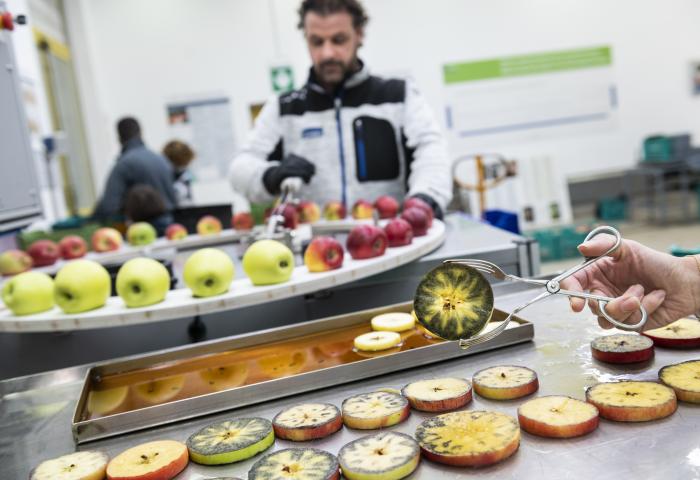ganze Äpfel und Scheiben durchlaufen einen Stärketest