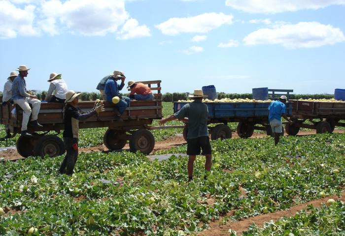 viele Männer auf einem Feld, die Melonen ernten.