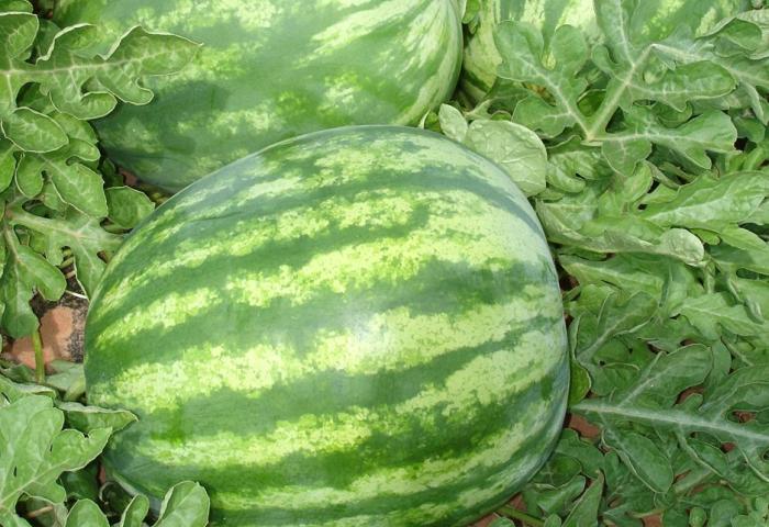 Wassermelonen auf der Plantage