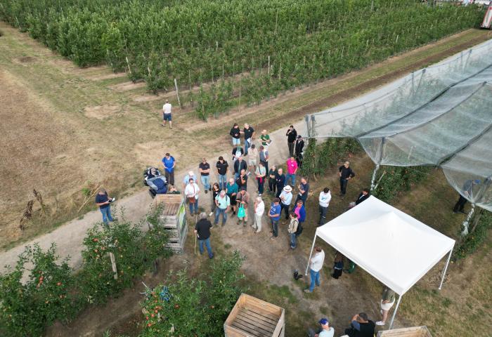 Luftaufnahme von Menschen die in Apfelplantage stehen