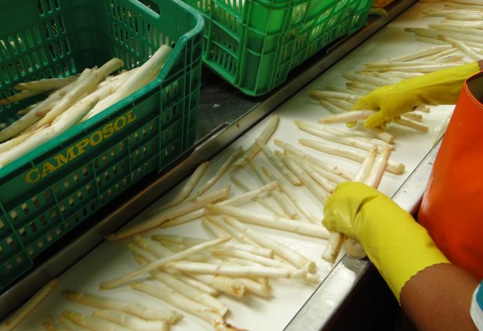 Mensch sortiert Spargelstangen