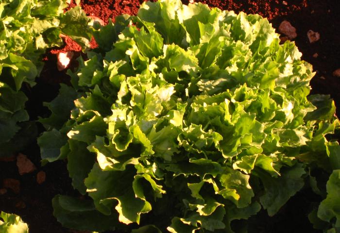 Endiviensalat