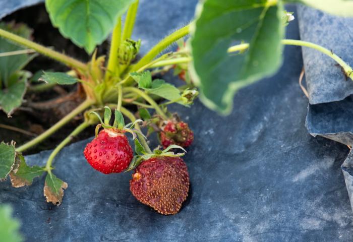 Erdbeeren mit Sonnenbrand