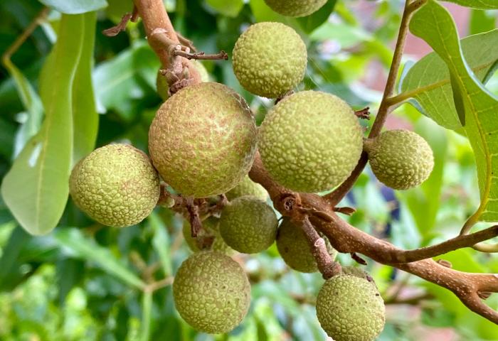 Früchte der aus Asien stammenden Longan am Baum