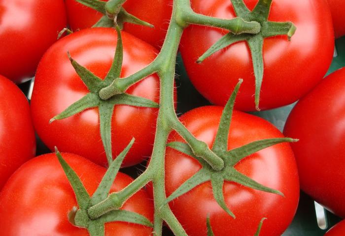Rote Tomaten an der Rispe.