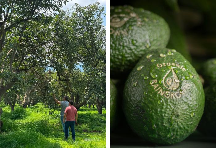 zwei Männer stehen in Avocadoplantage - Avocado mit Laserbranding