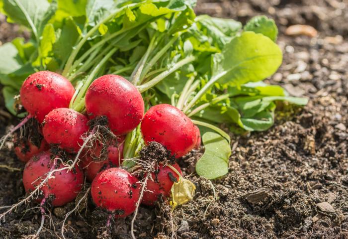 Bund Radieschen liegt auf der Erde