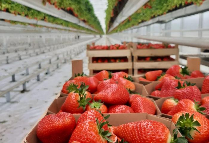 Erdbeeren im Karton im Gewächshaus