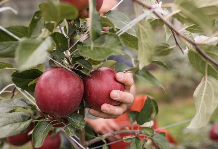 Rote Äpfel am Baum. Eine Hand greift danach.