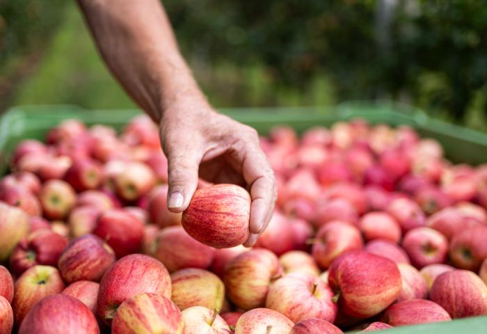 Hand hebt Apfel aus einer vollen Kiste auf dem Feld