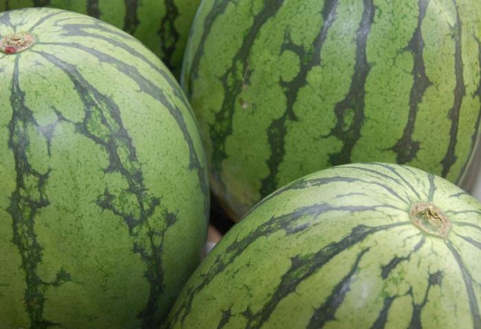 Drei Wassermelonen aufrecht nebeneinander