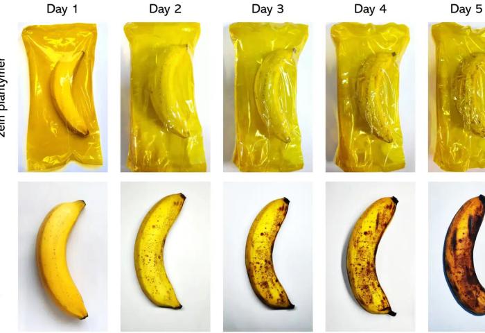 Banane in verschiedenen Reifegraden mit und ohne die neue Verpackung