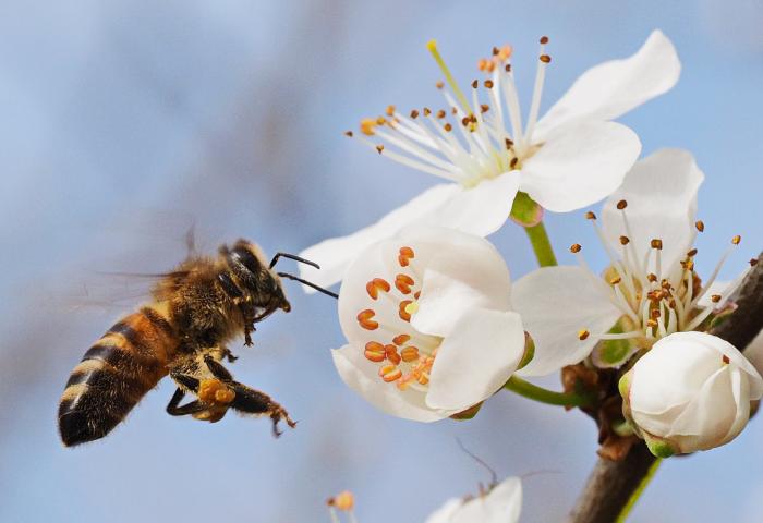 Biene fliegt Blüte an