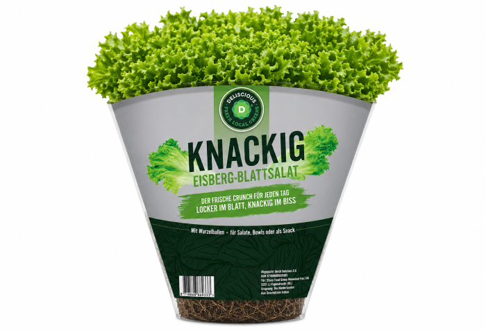 Eisbergsalat in Verpackung