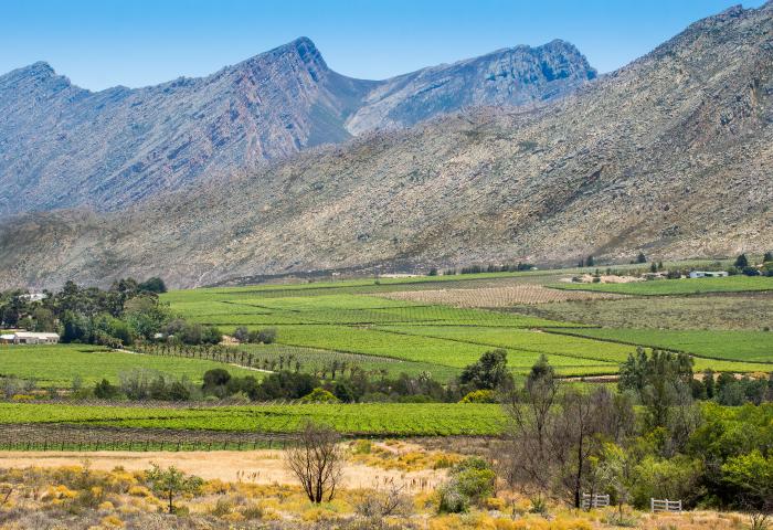Anbaugebiet in Südafrika