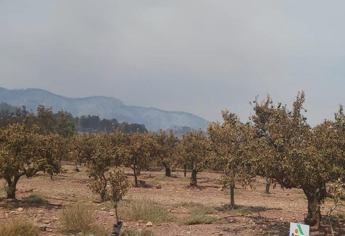 Castellón Brandschäden 2026