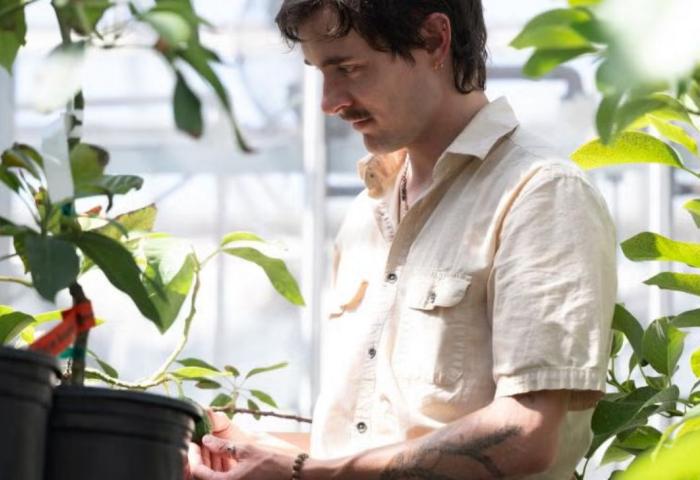 Mann untersucht Avocadopflanzen