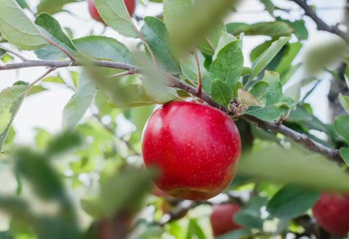 roter Apfel an Ast