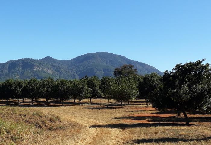 Macadamia-Plantage in Südafrika