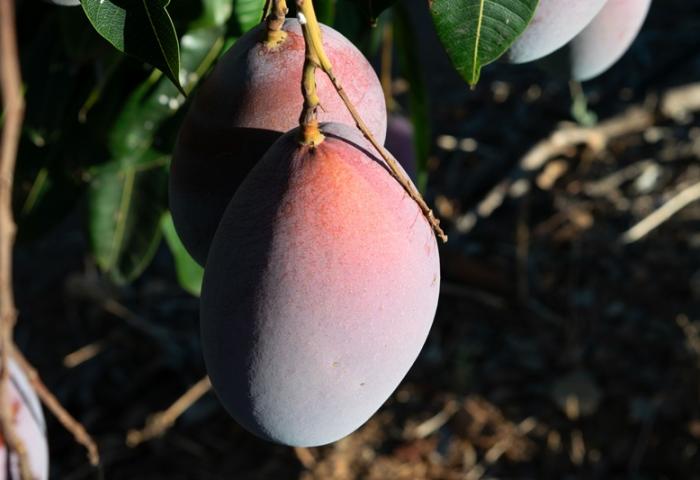 Mangos am Baum