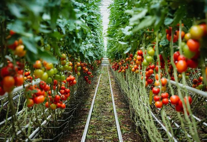 Tomaten im Gewächshaus