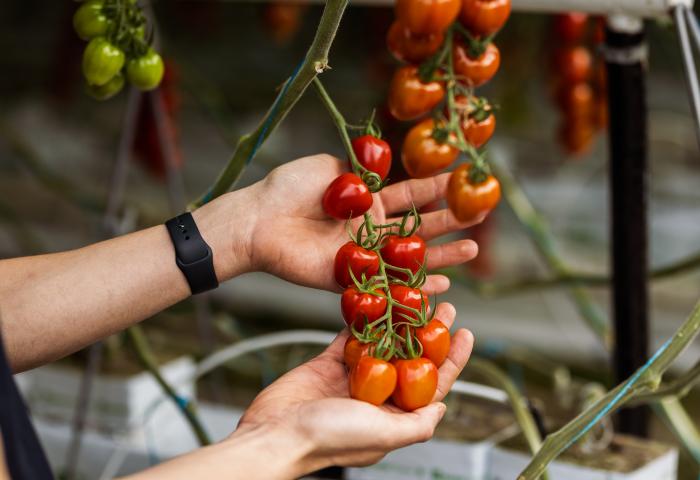 Hände halten Tomatenrispe