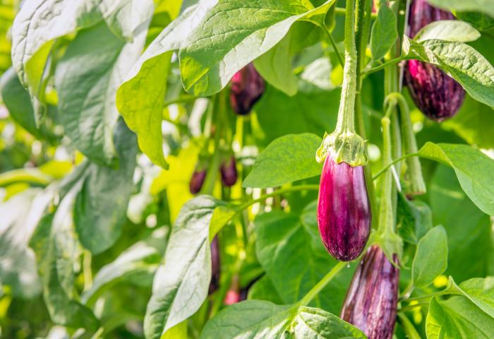 Aubergine