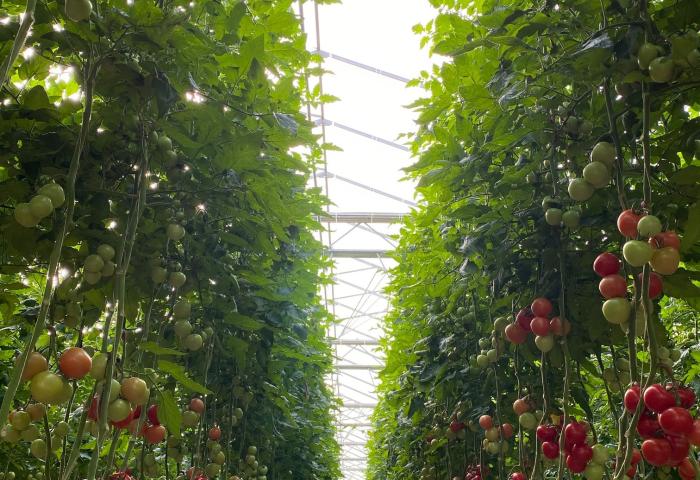 Tomatenpflanzen im Gewächshaus