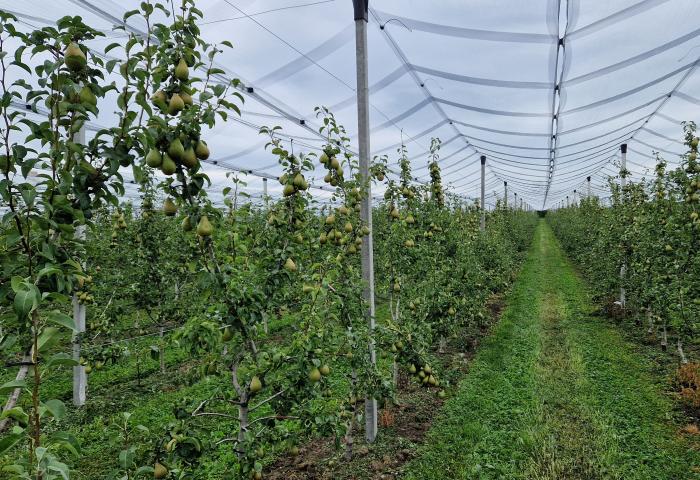 Birnenproduktion in Deutschland unter einem Hagelnetz