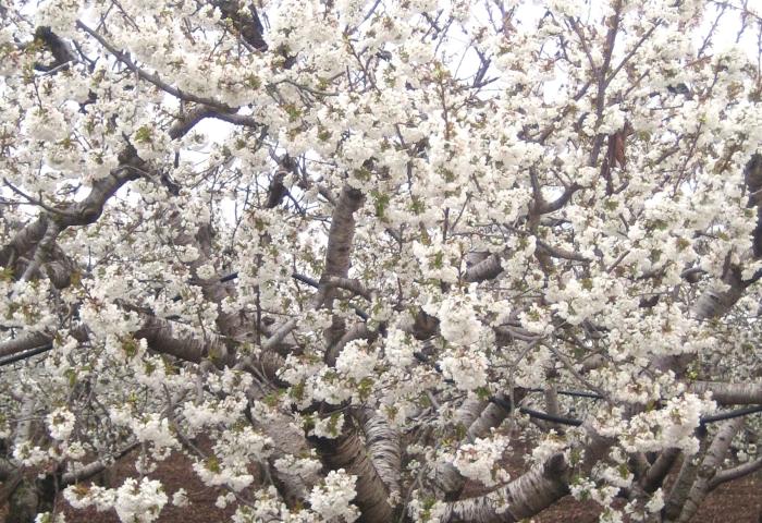 Kirschbaum in voller Blüte