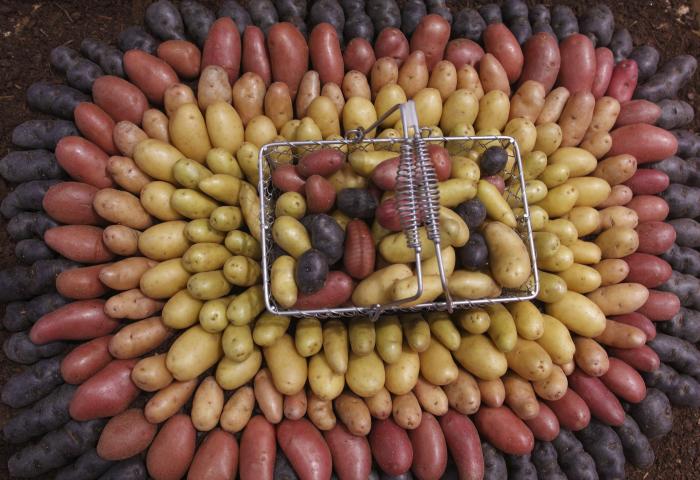verschiedene Sorten Kartoffeln dekorativ angeordnet