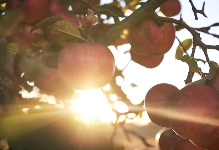 Äpfel am Baum mit Sonnenstrahlen